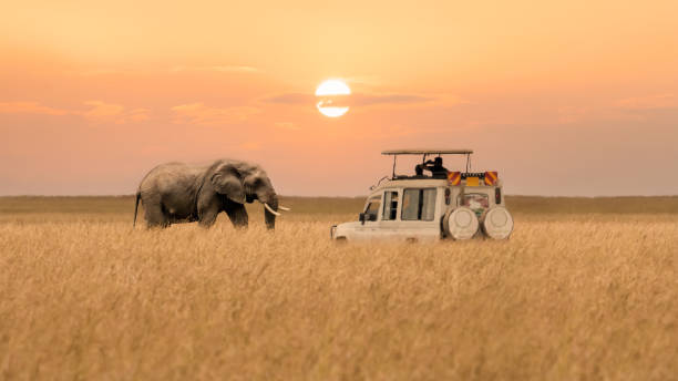 Botswana Safari