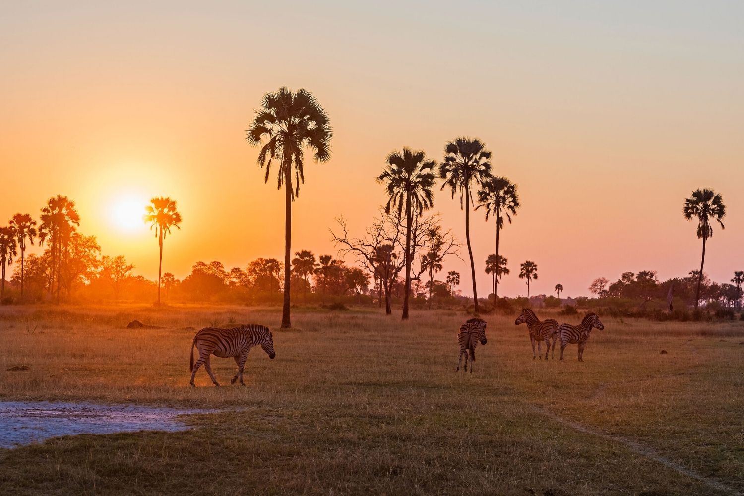 Rêve Safaris Gallery
